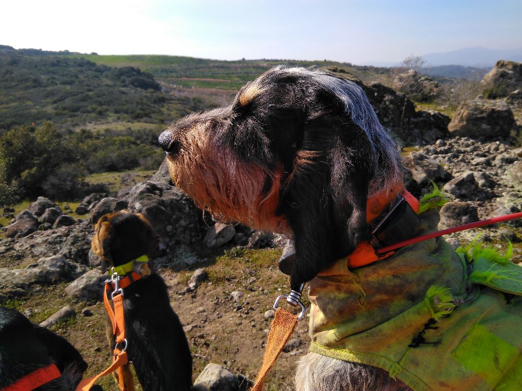 Leon du Sentier des Oliviers