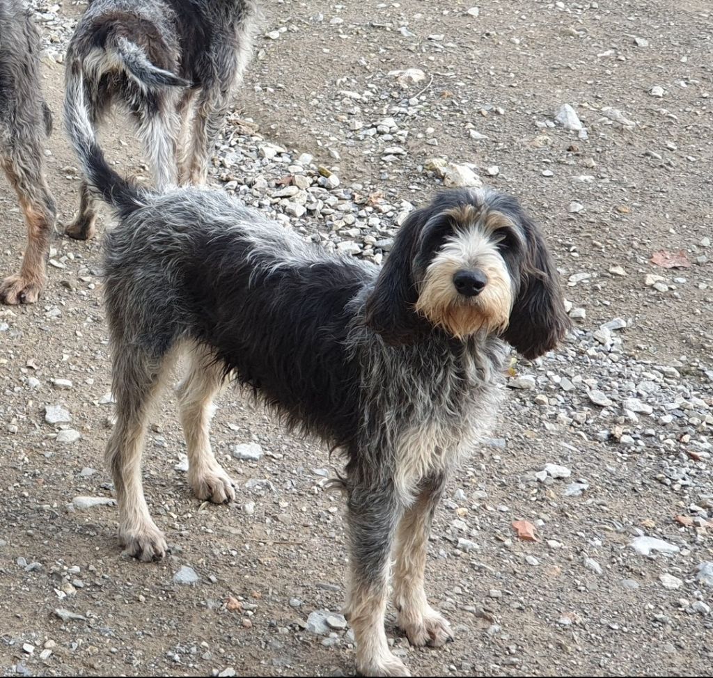 Nikita du Sentier des Oliviers