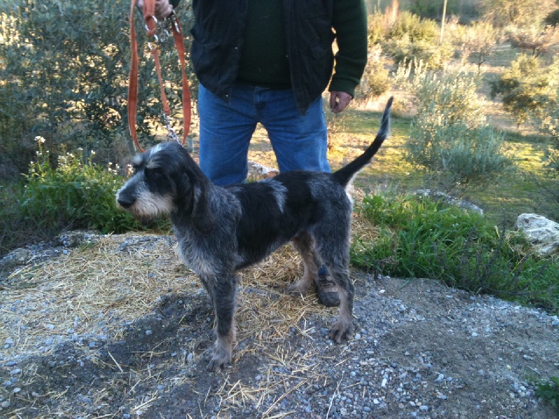 chiots dolly