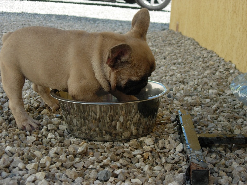 frimousse
