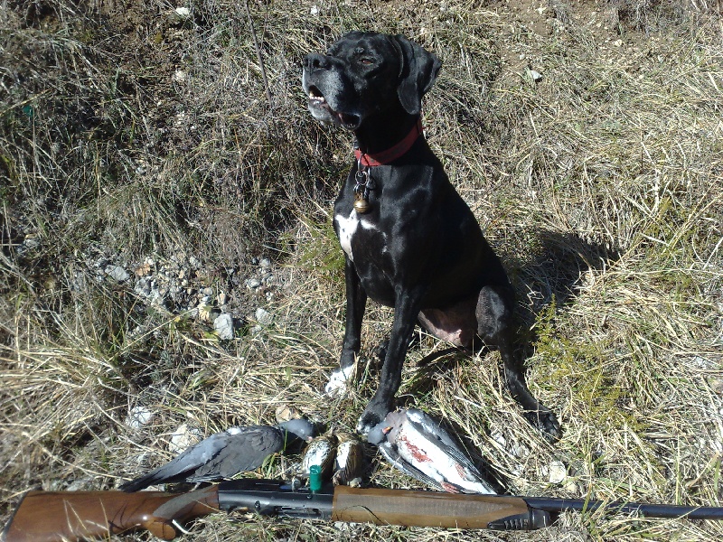 photos chien de chasse